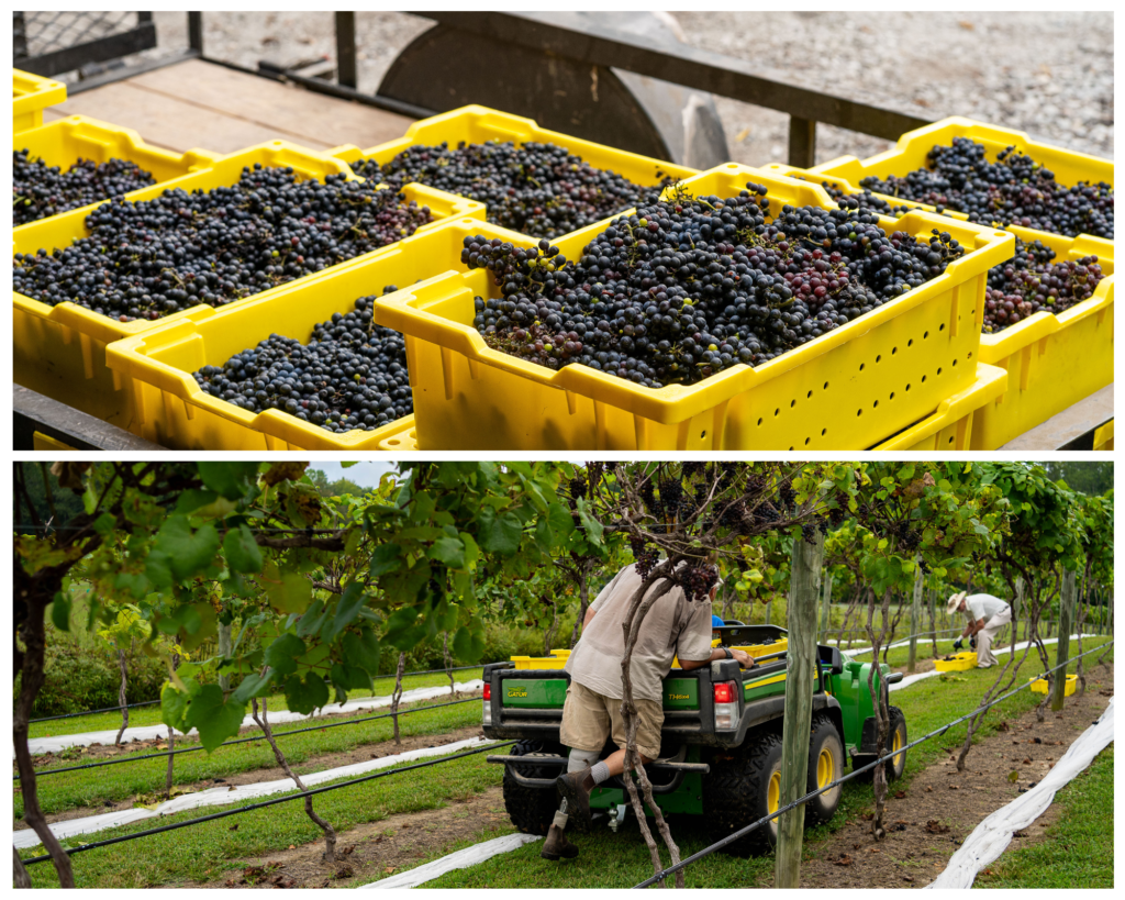 Grape harvest at Gauthier Vineyard