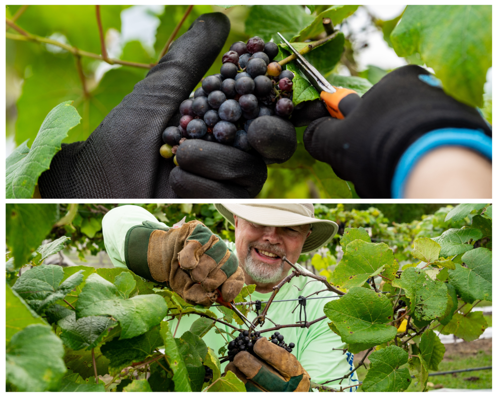 Grape harvest at Gauthier Vineyard