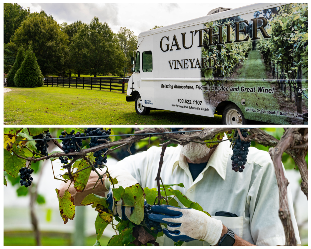 Grape harvest at Gauthier Vineyard