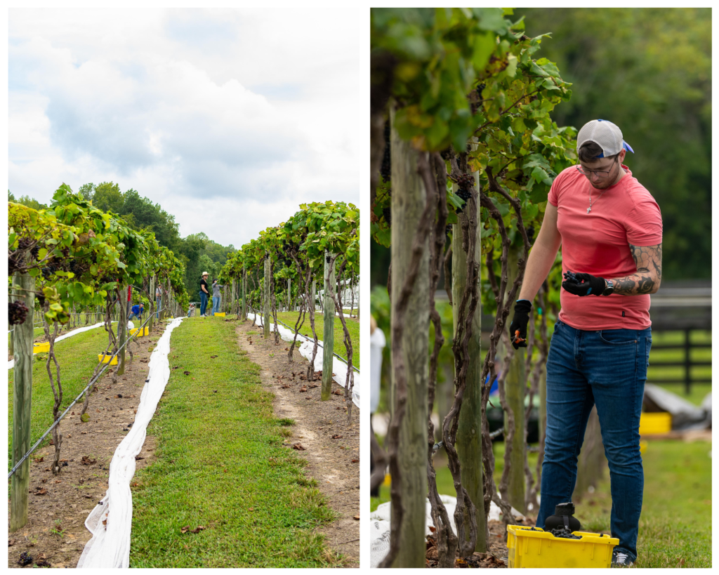 Grape harvest at Gauthier Vineyard