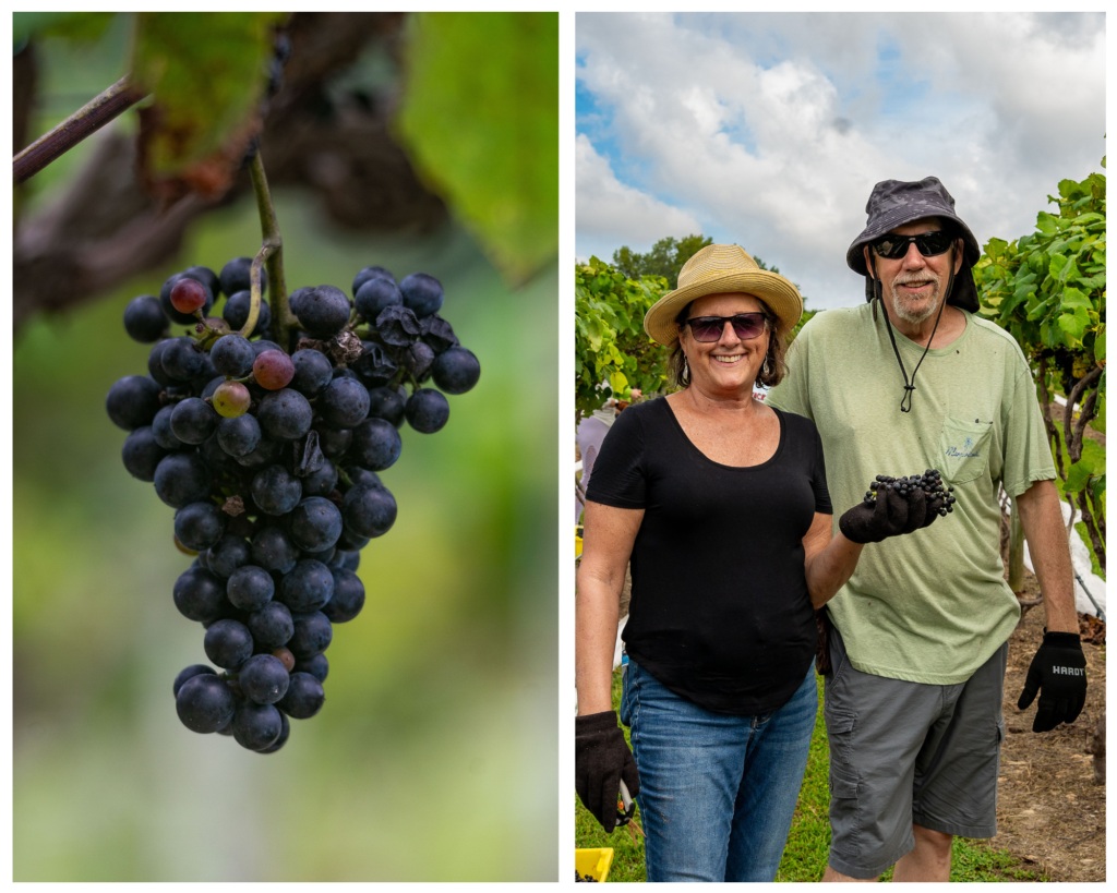 Grape harvest at Gauthier Vineyard