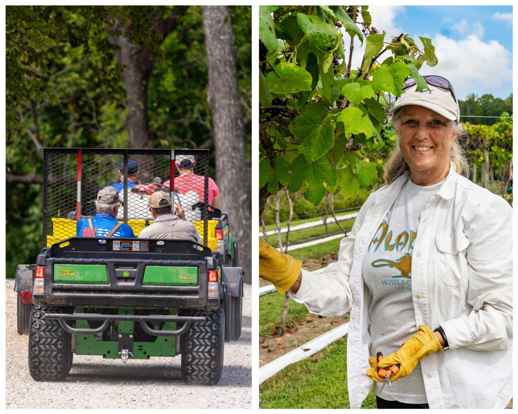 Grape harvest at Gauthier Vineyard