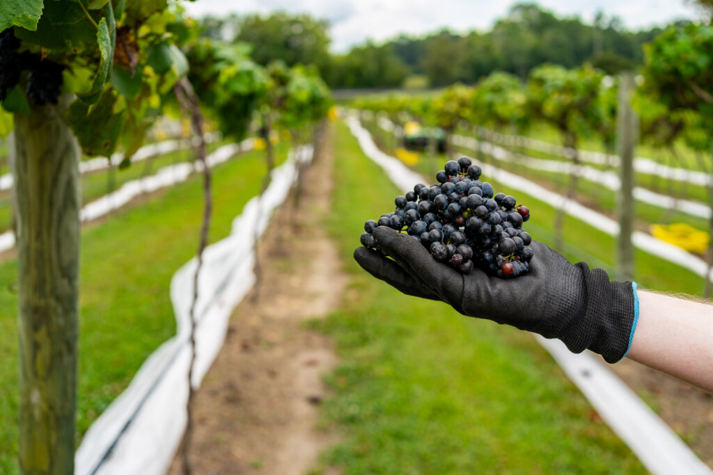 Grape harvest at Gauthier Vineyard