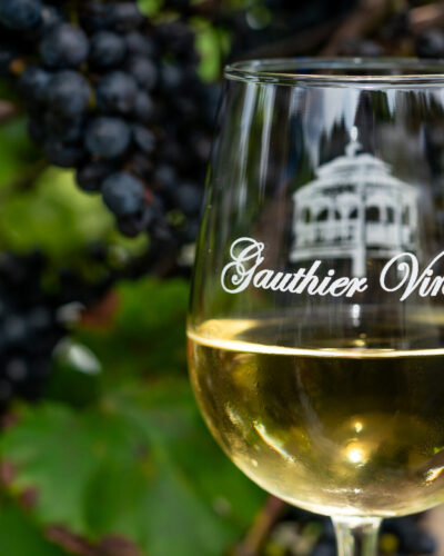 Grape harvest at Gauthier Vineyard