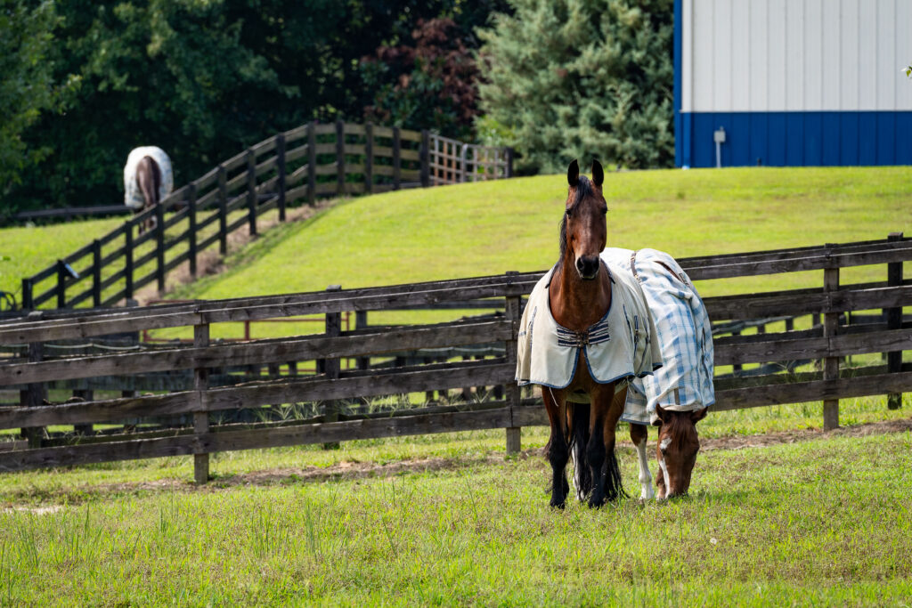 Horses at Gauthier Vineyards